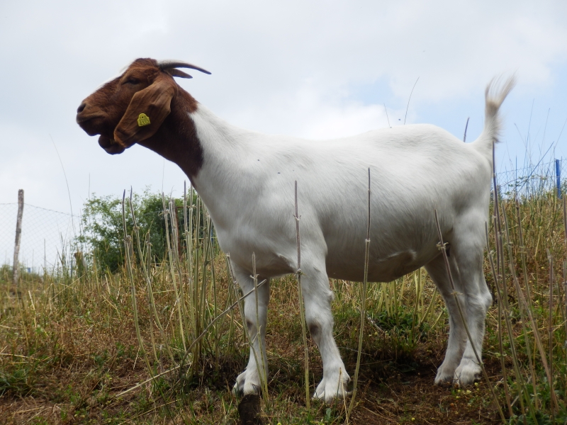 burske_koze (25).jpg