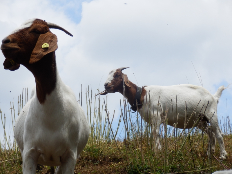 burske_koze (26).jpg