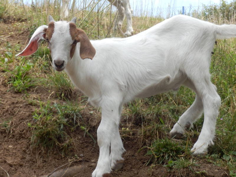 burske_koze (27).jpg