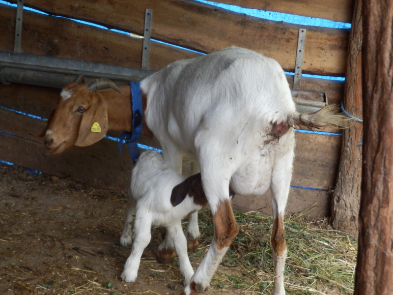 burske_koze (29).jpg