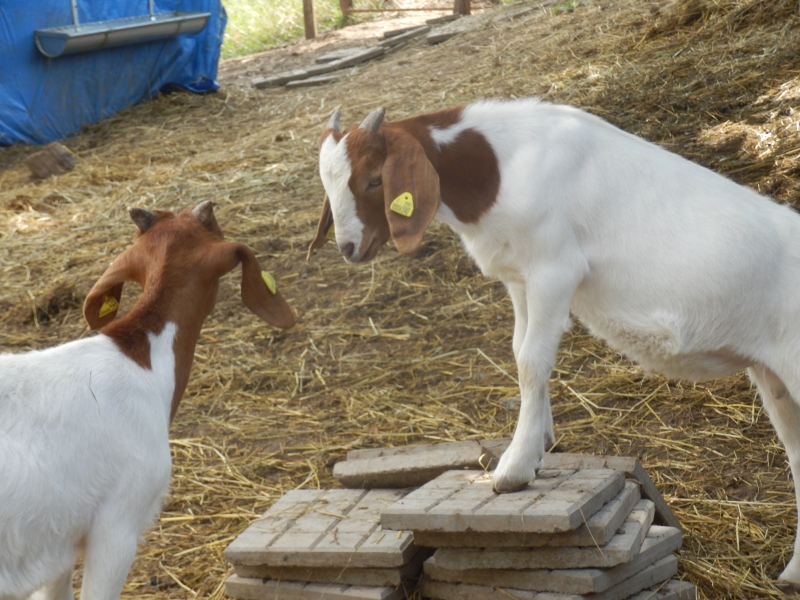 burske_koze (33).jpg