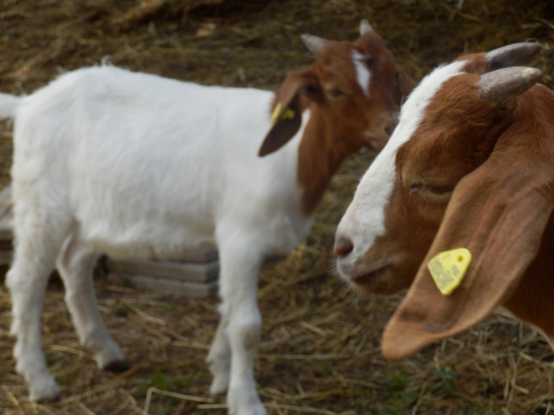 burske_koze (35).jpg