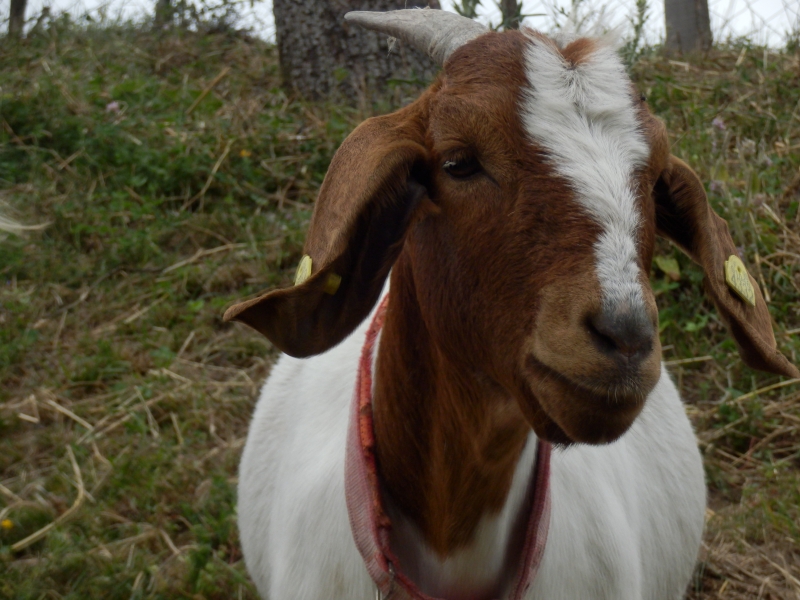 burske_koze (40).jpg