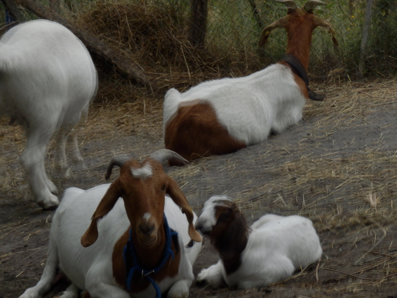 burske_koze (41).jpg