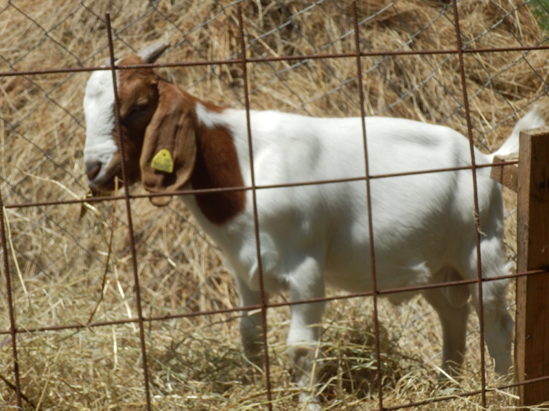 burske_koze (47).jpg