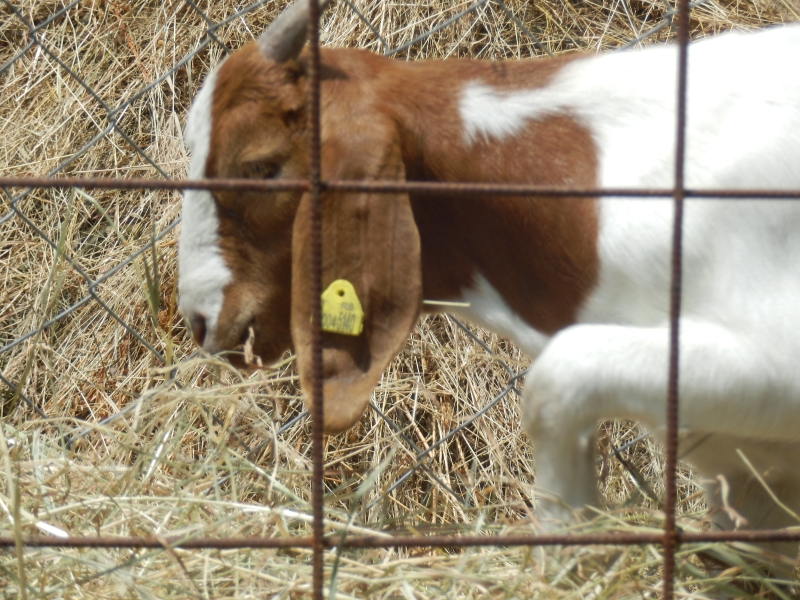 burske_koze (48).jpg