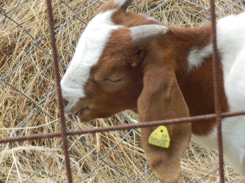 burske_koze (50).jpg