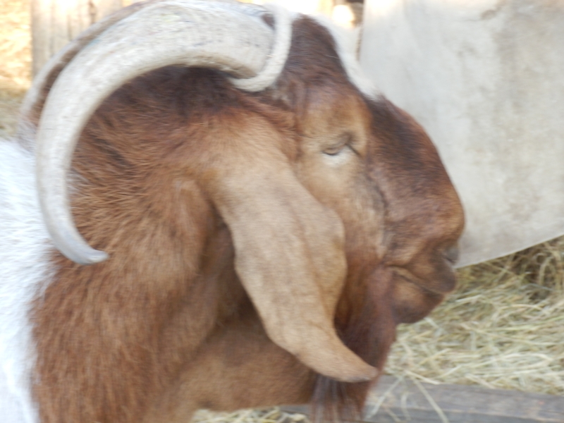 burske_koze (51).jpg