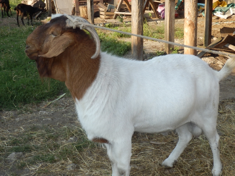 burske_koze (52).jpg