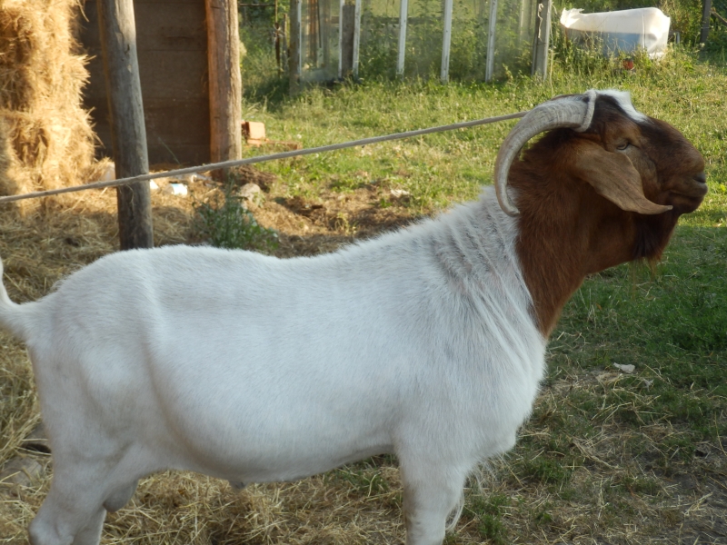 burske_koze (55).jpg