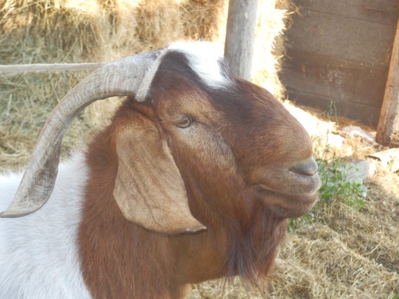 burske_koze (56).jpg