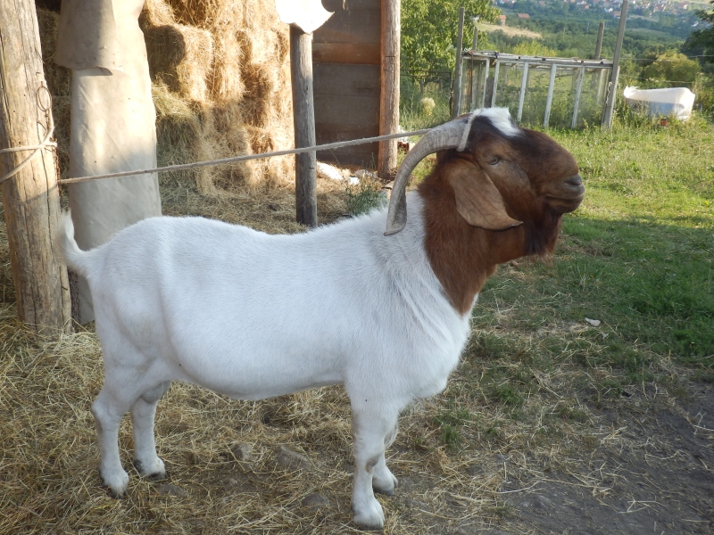 burske_koze (57).jpg