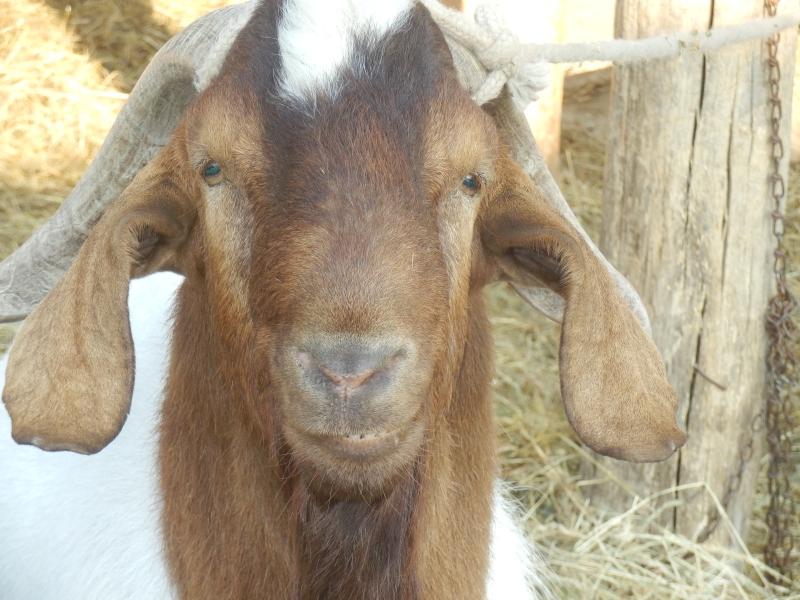 burske_koze (58).jpg
