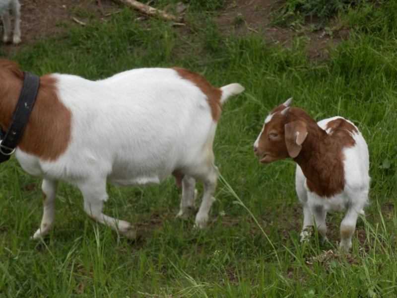 burske_koze (6).jpg