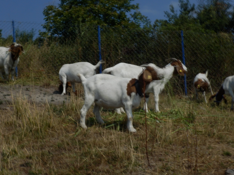 burske_koze (60).jpg