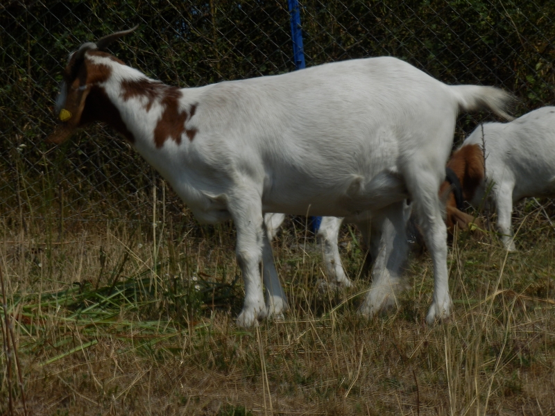 burske_koze (62).jpg