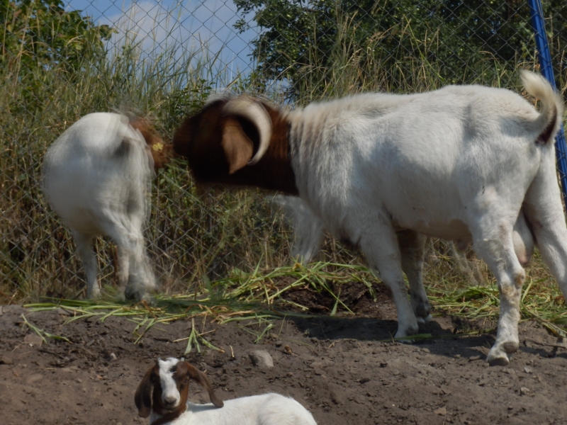 burske_koze (64).jpg