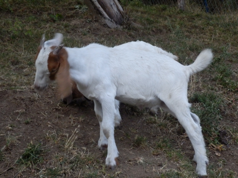 burske_koze (66).jpg