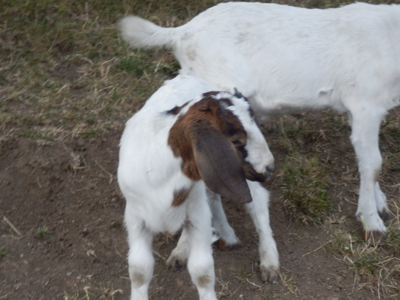 burske_koze (72).jpg