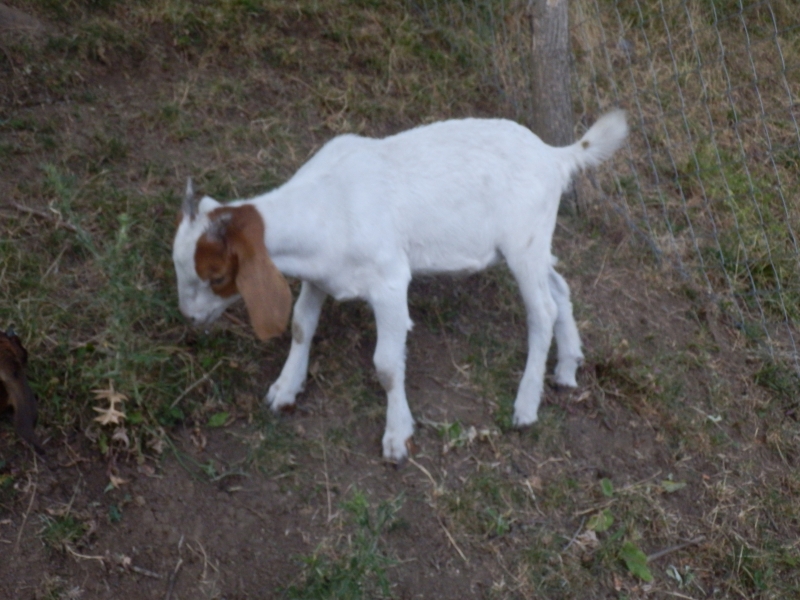 burske_koze (73).jpg