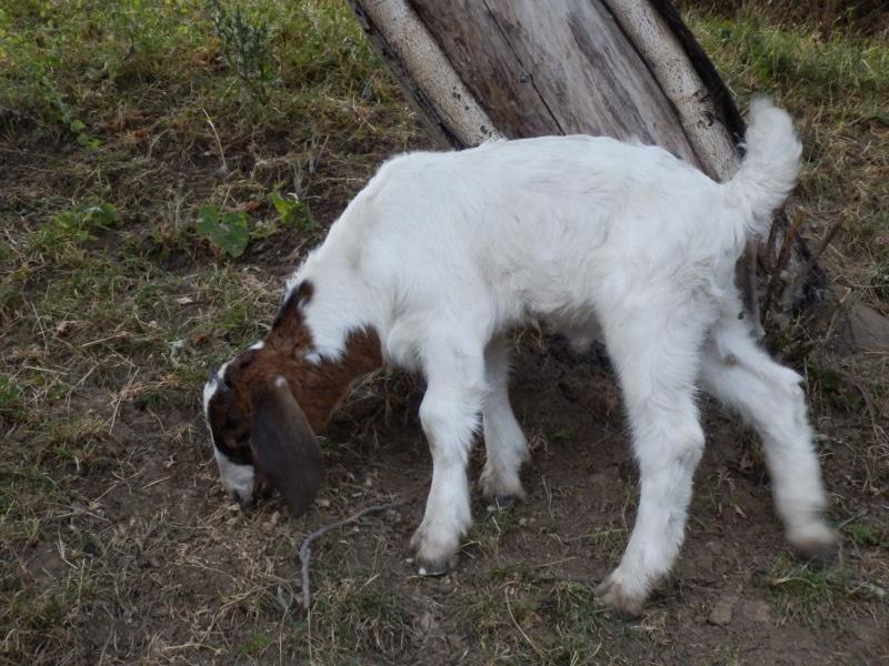 burske_koze (75).jpg