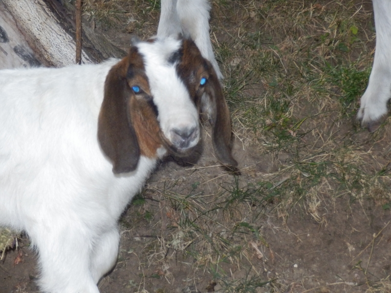 burske_koze (76).jpg