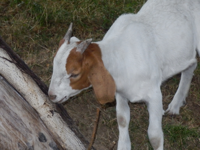burske_koze (77).jpg