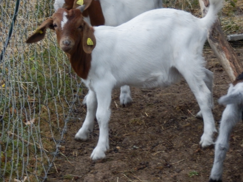 burske_koze (79).jpg