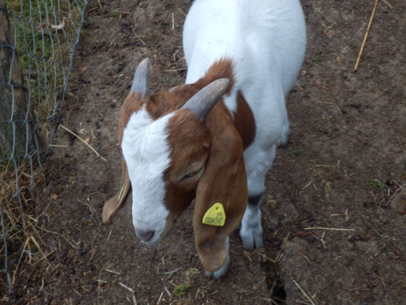 burske_koze (80).jpg