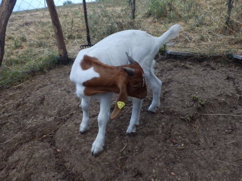 burske_koze (87).jpg