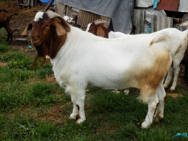 burske_koze (89).jpg