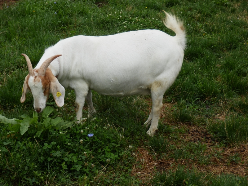 burske_koze (90).jpg