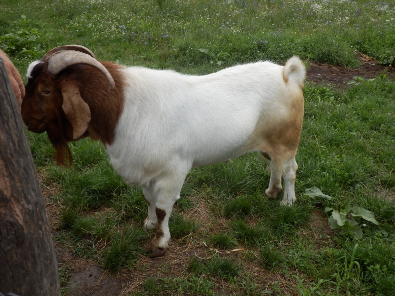 burske_koze (91).jpg