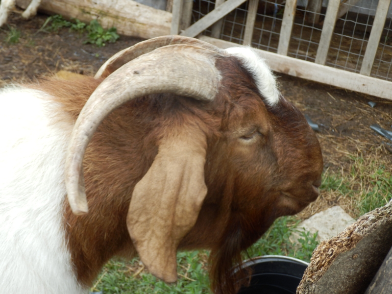 burske_koze (93).jpg