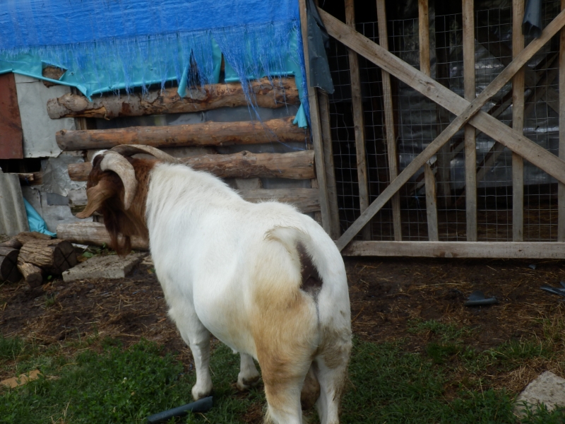 burske_koze (94).jpg