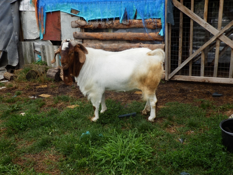 burske_koze (95).jpg