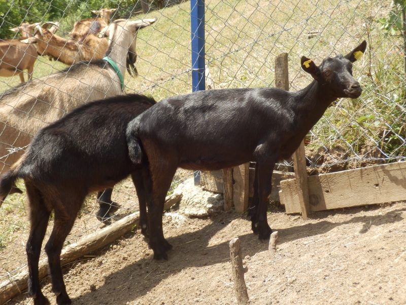 crne_koze (7).jpg