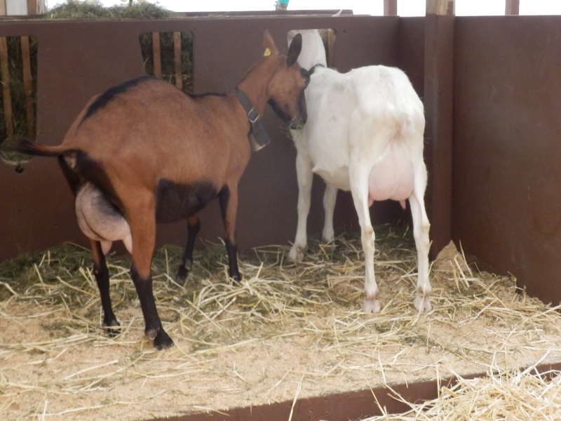 sanske_koze (10).jpg