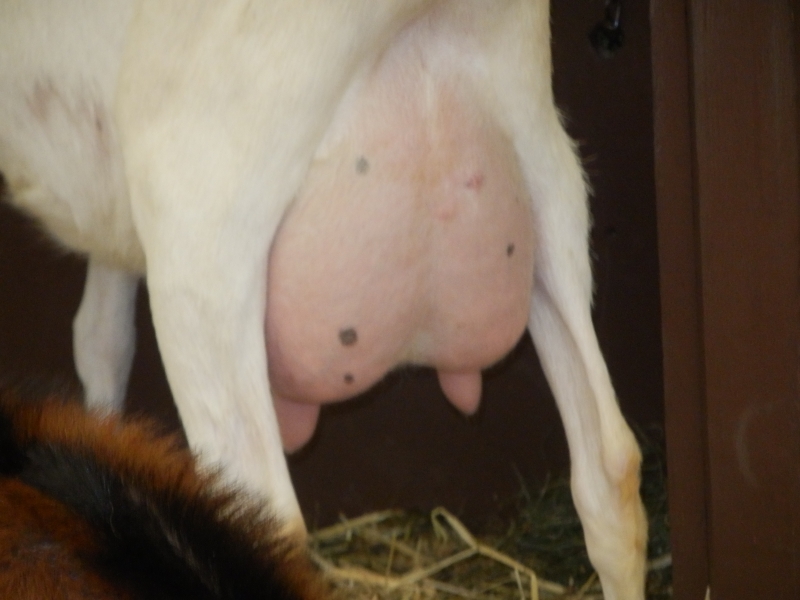 sanske_koze (12).jpg