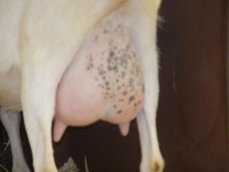 sanske_koze (13).jpg