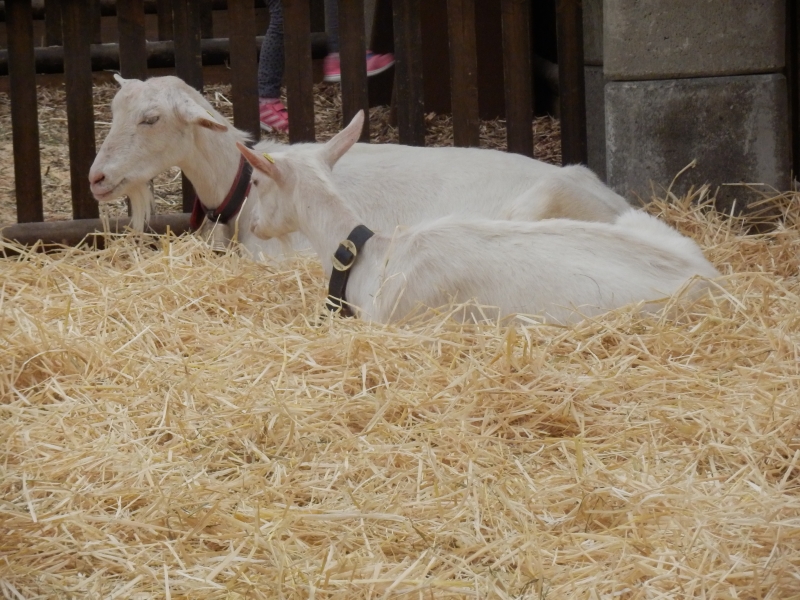 sanske_koze (17).jpg