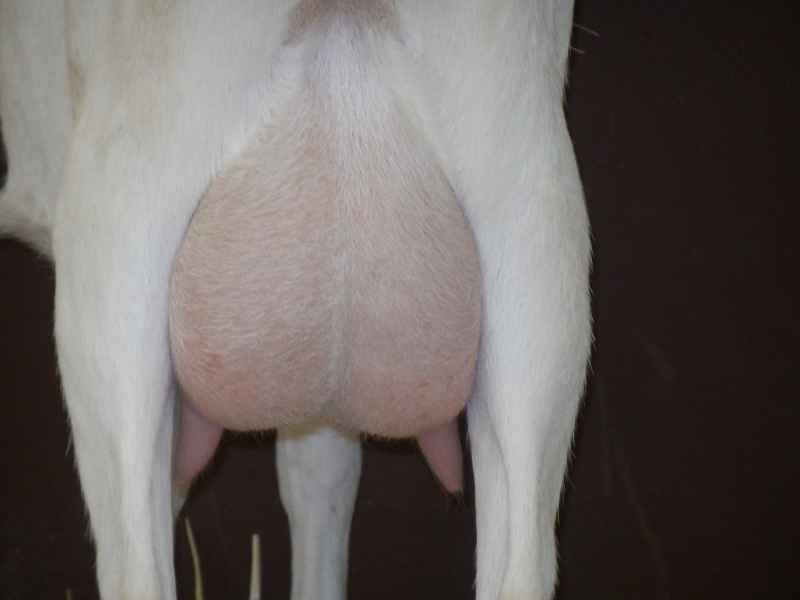 sanske_koze (22).jpg