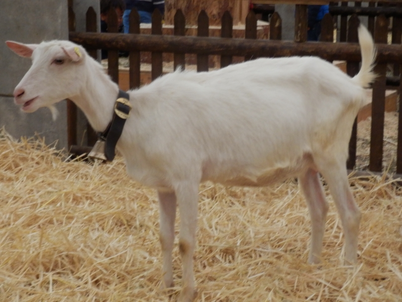 sanske_koze (23).jpg