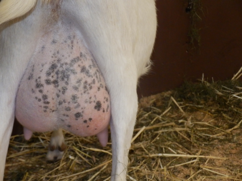 sanske_koze (26).jpg