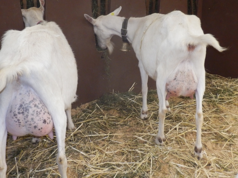 sanske_koze (27).jpg