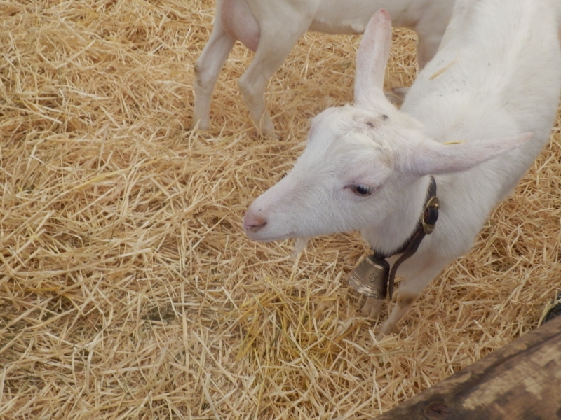 sanske_koze (31).jpg