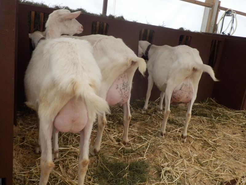 sanske_koze (34).jpg