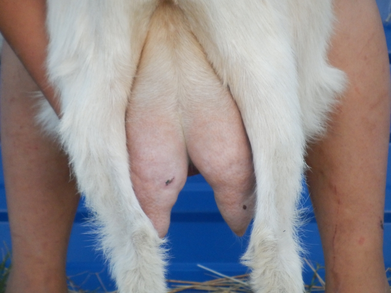 sanske_koze (38).jpg