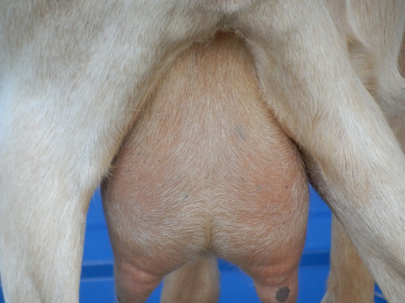 sanske_koze (39).jpg