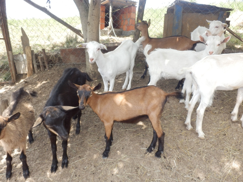 sanske_koze (40).jpg